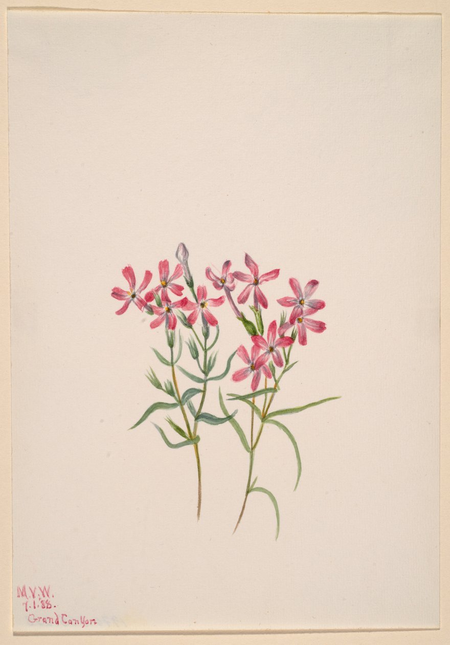Phlox stansburyi od Mary Vaux Walcott