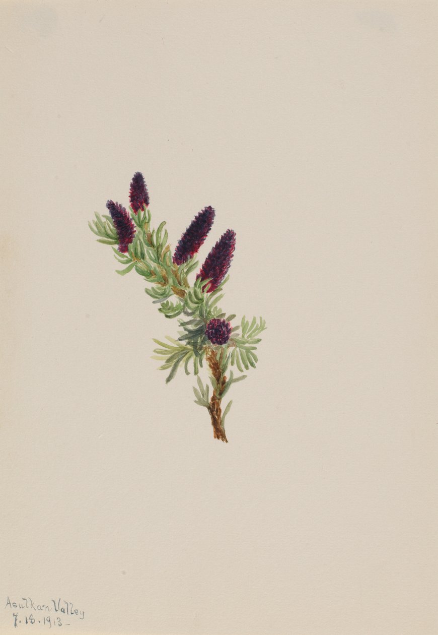 Picea engelmanni od Mary Vaux Walcott