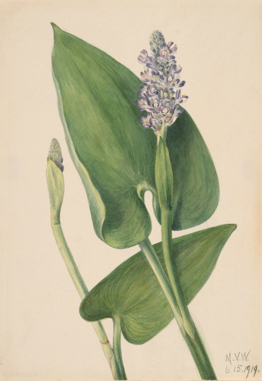 Pickerel Pontederia cordata, 1919. od Mary Vaux Walcott