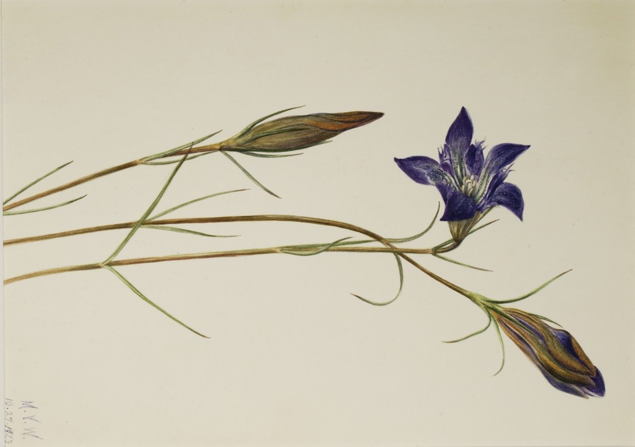 Hořec brvitý (Gentiana porphyrio) od Mary Vaux Walcott