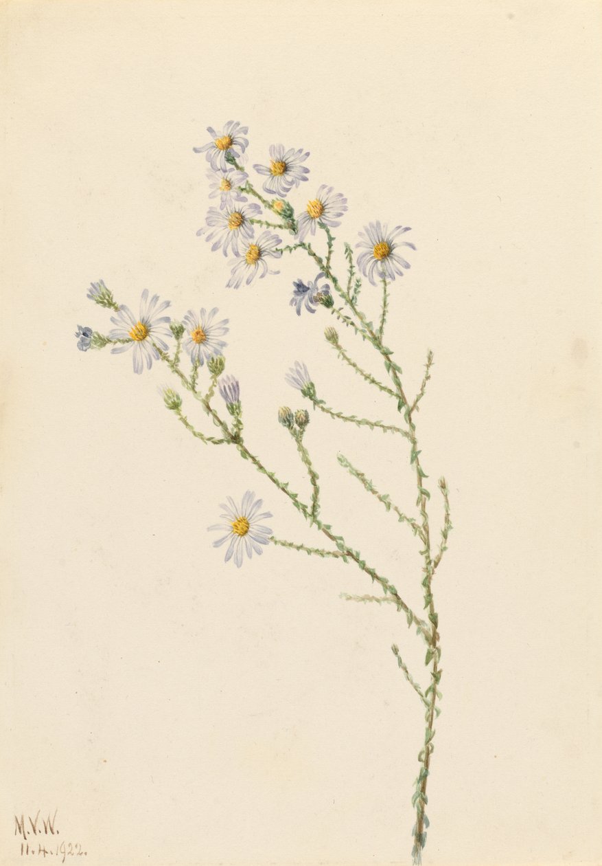Hvězdnice čtvercová (Aster squarrosus) od Mary Vaux Walcott