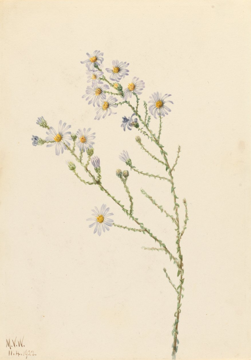 Pineland Aster Aster squarrosus, 1922. od Mary Vaux Walcott