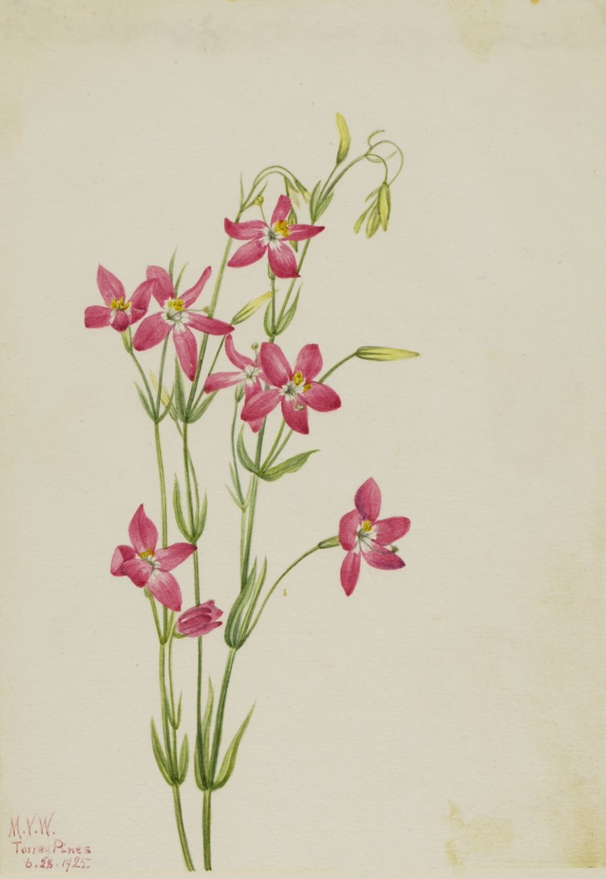 Centaurium venustum (Centaurium venustum) od Mary Vaux Walcott