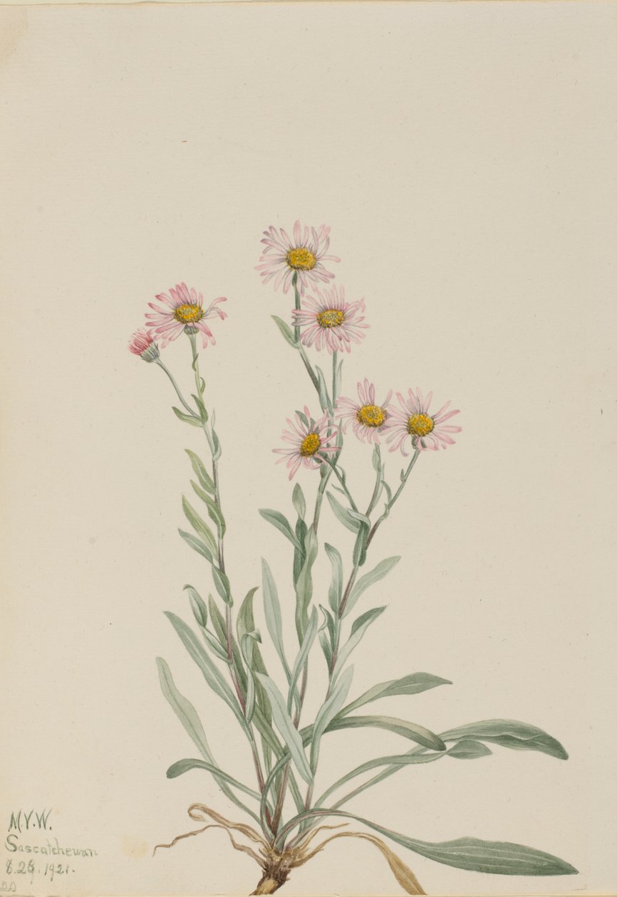 Růžový blešník (Erigeron caespitosus) od Mary Vaux Walcott