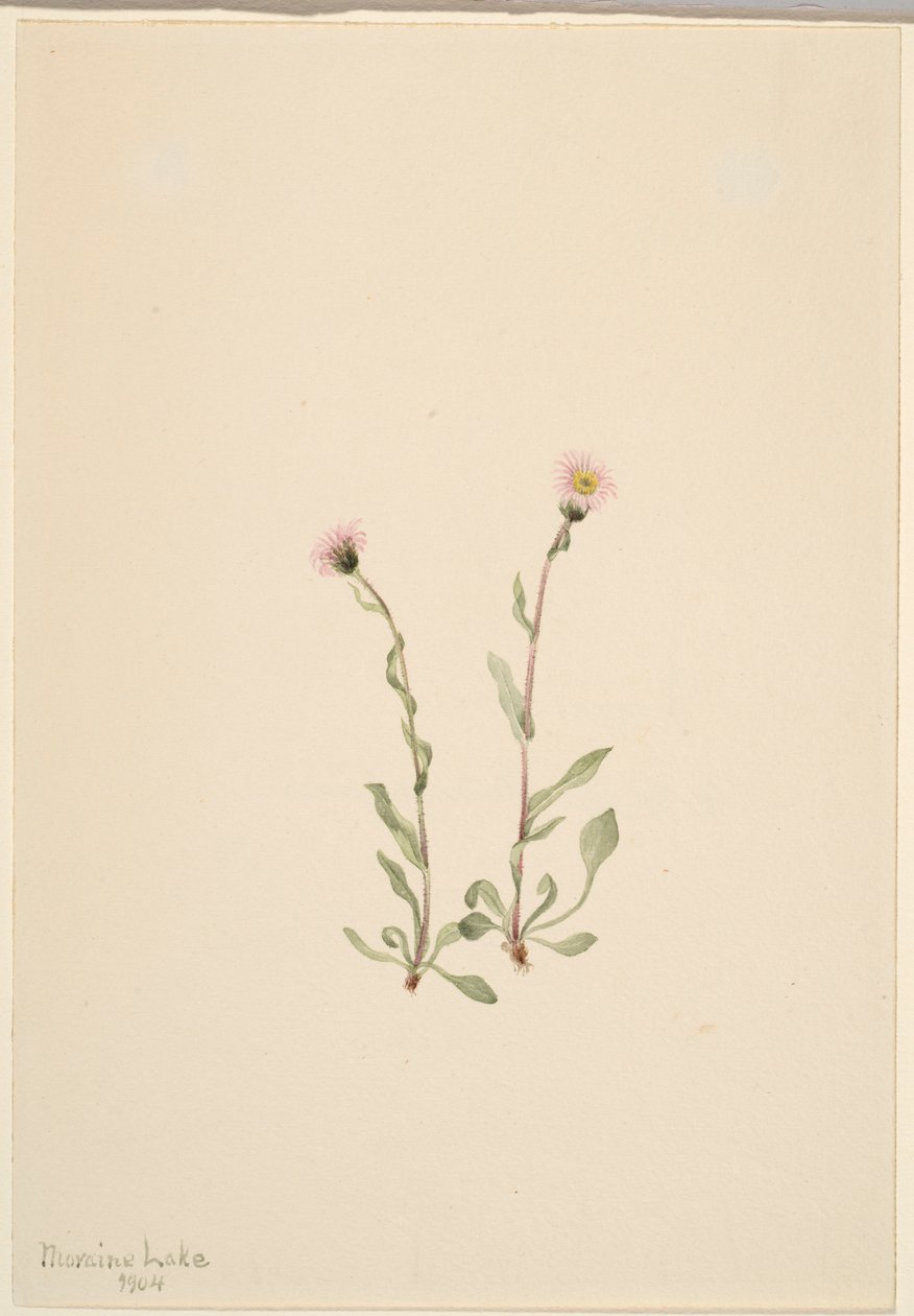 Růžový blešník (Erigeron jucundus) od Mary Vaux Walcott