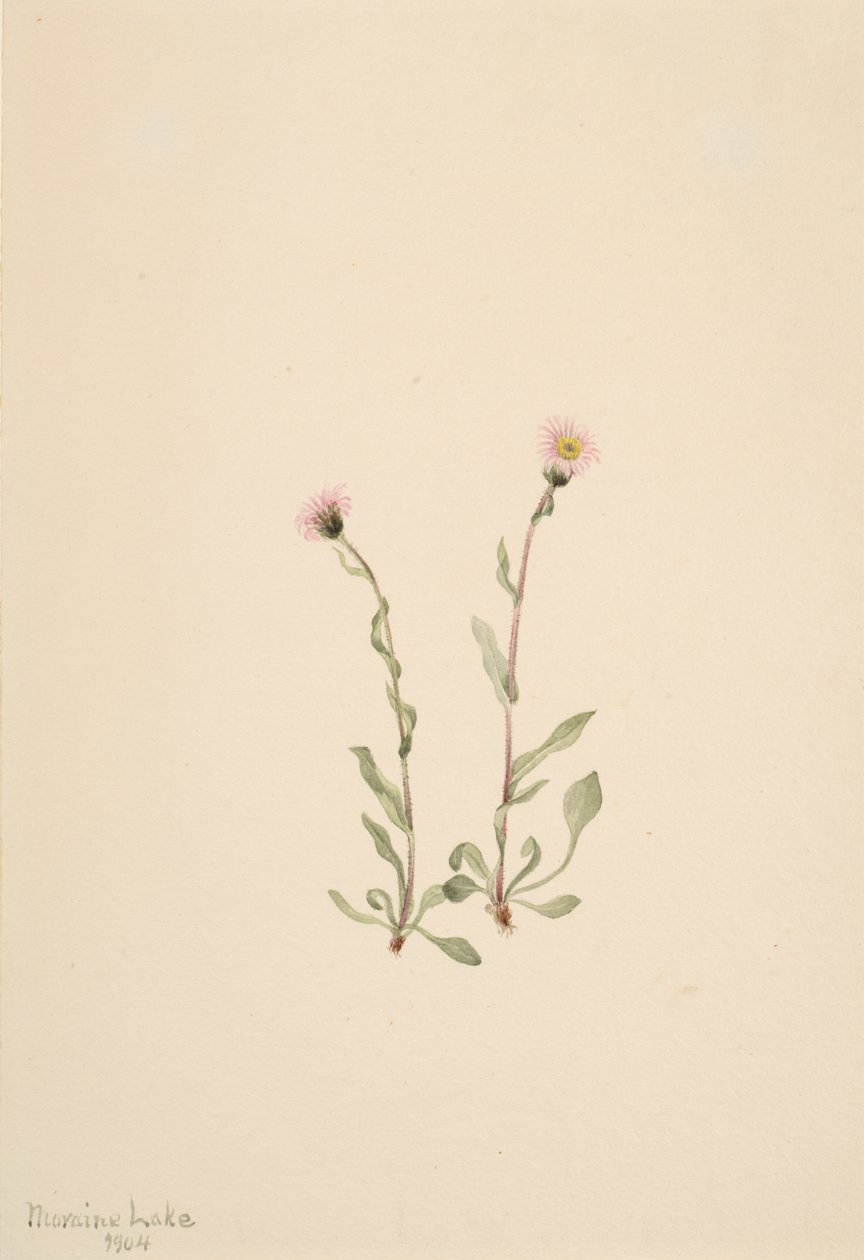 Pink Fleabane Erigeron jucundus, 1904 od Mary Vaux Walcott