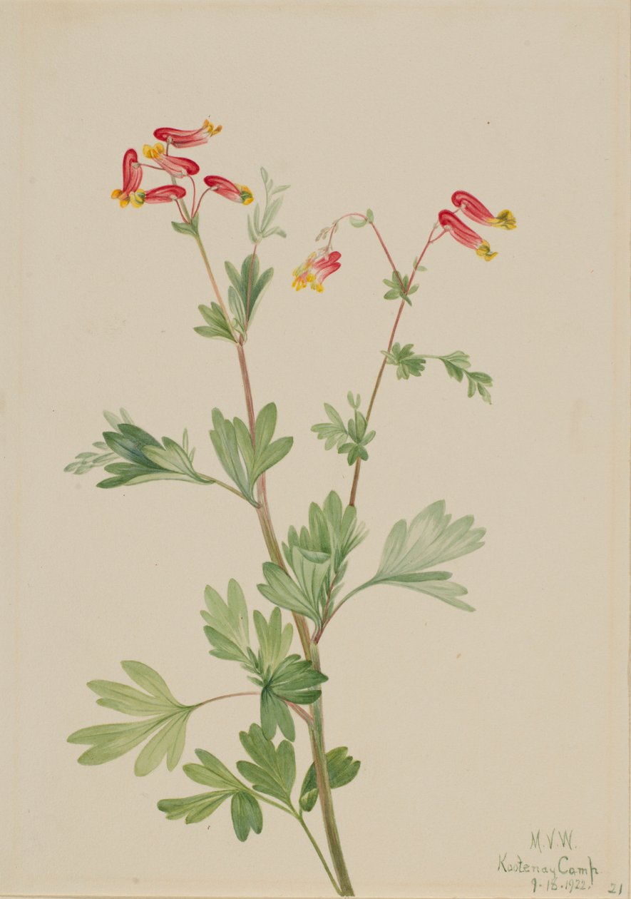Růžový pryšec (Capnoides sempervirens) od Mary Vaux Walcott