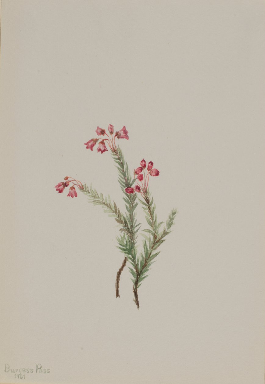 Vřes růžový (Phyllodoce empetriformis) od Mary Vaux Walcott