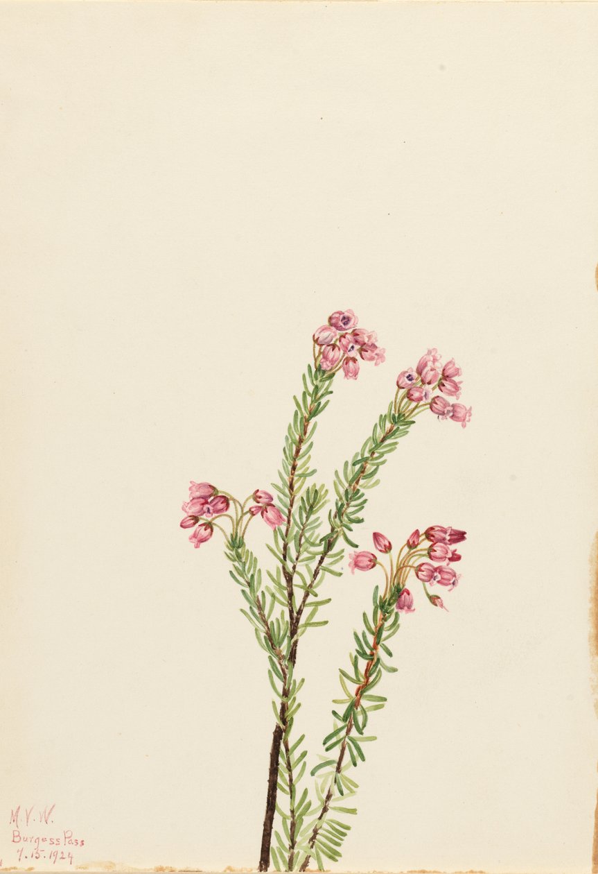 Vřesovec růžový (Phyllodoce empetriformis) od Mary Vaux Walcott