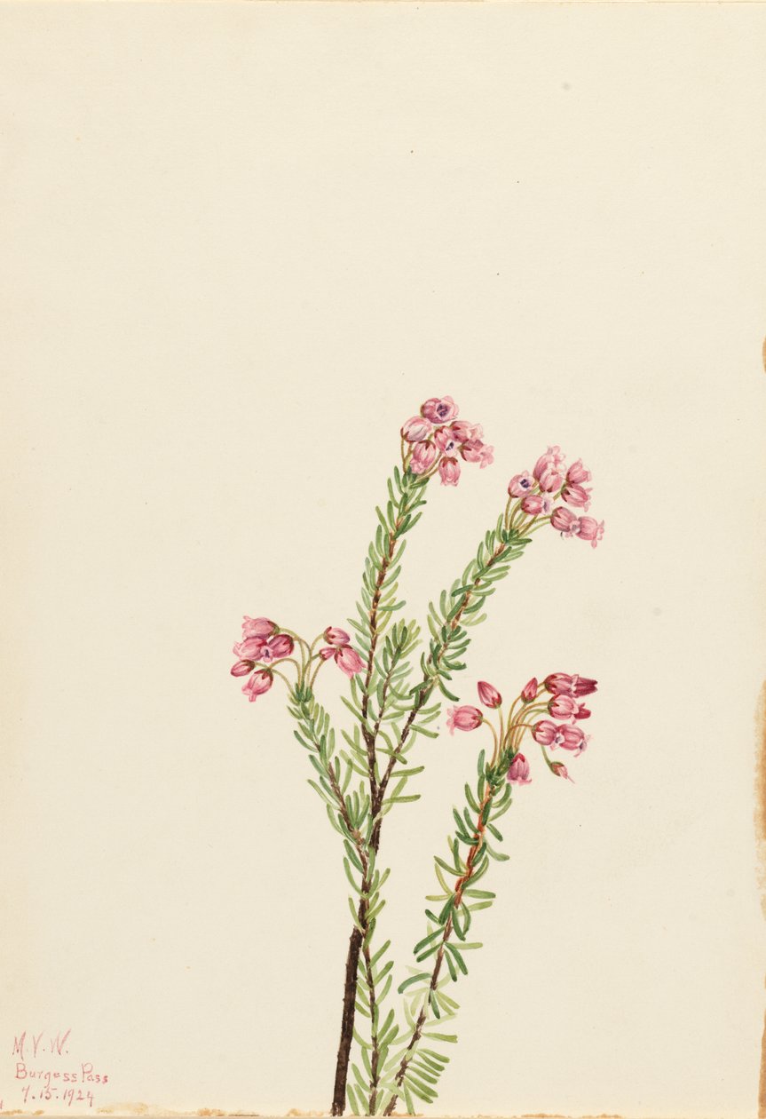 Pink Mountain Heather Phyllodoce empetriformis, 1924. od Mary Vaux Walcott