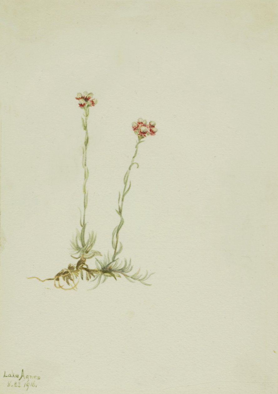 Pink Pussytoes Antennaria rosea, 1916. od Mary Vaux Walcott