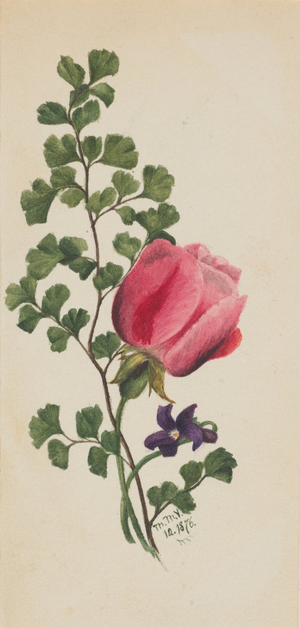 Růžová růže s fialkou, 1876. od Mary Vaux Walcott