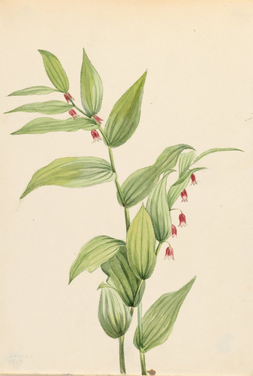 Růžový kroucený stonek (Streptopus curvipes) od Mary Vaux Walcott