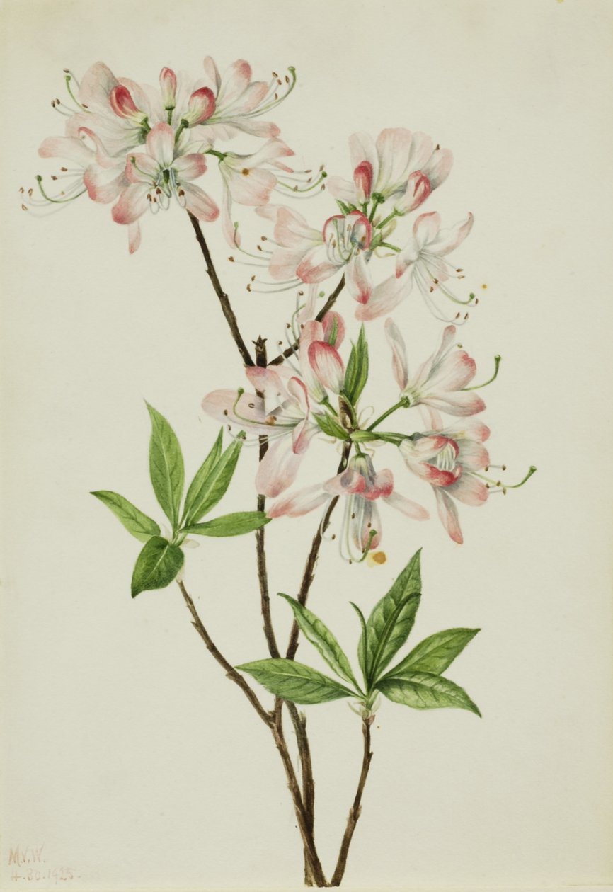 Azalka růžová (Azalea vaseyi) od Mary Vaux Walcott