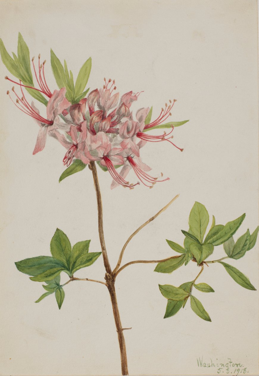 Pinxter Bloom (Azalea nudiflora) od Mary Vaux Walcott