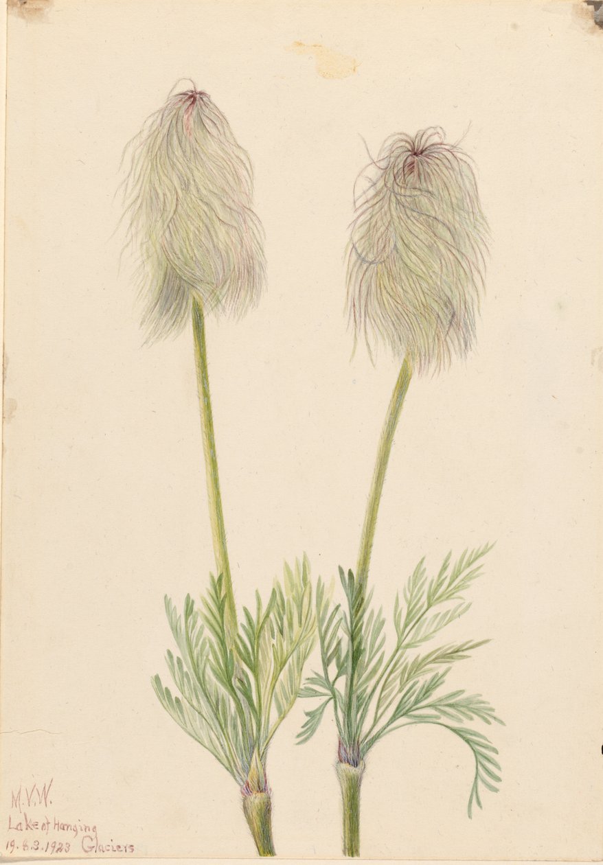 Sasanka plumová (Pulsatilla occidentalis) od Mary Vaux Walcott