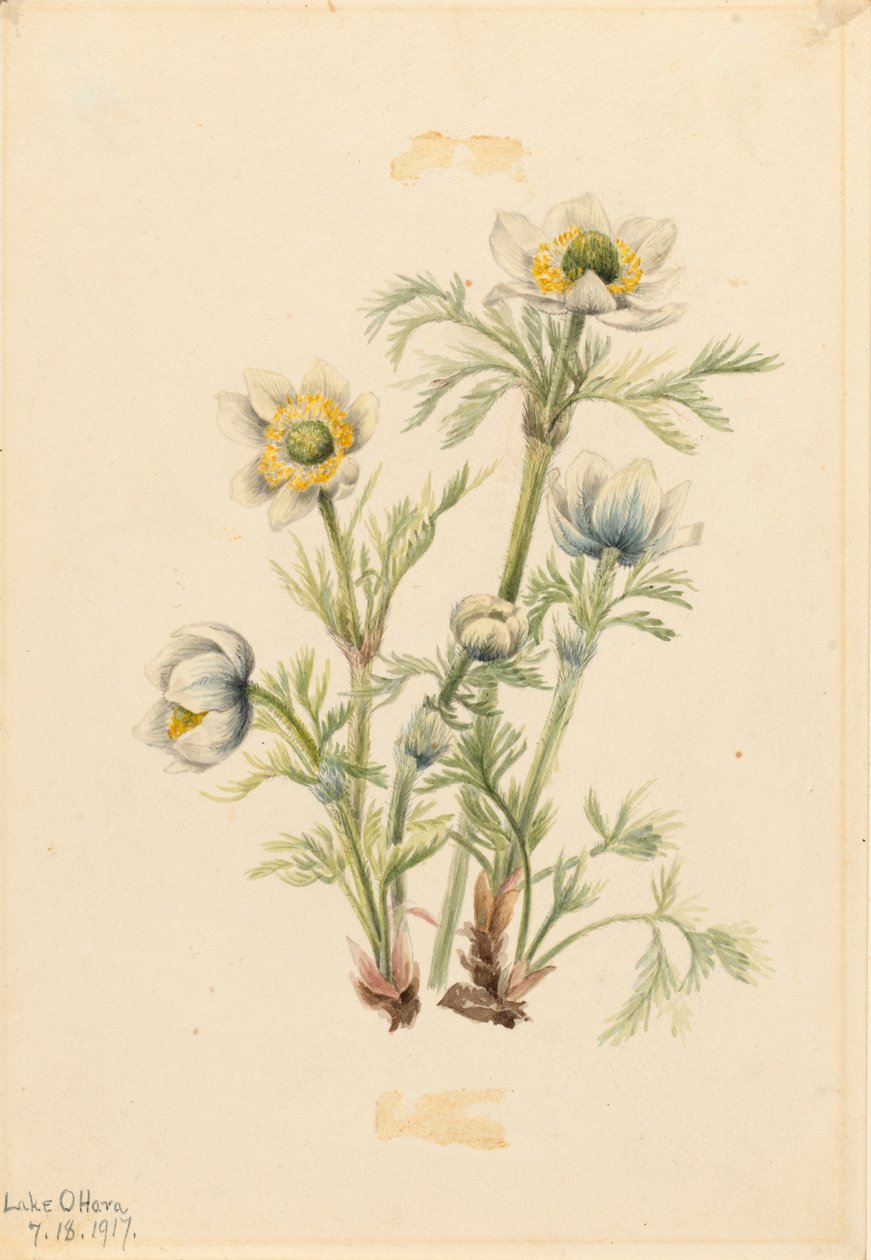 Plume Anemone Pulsatilla occidentalis, 1917 od Mary Vaux Walcott