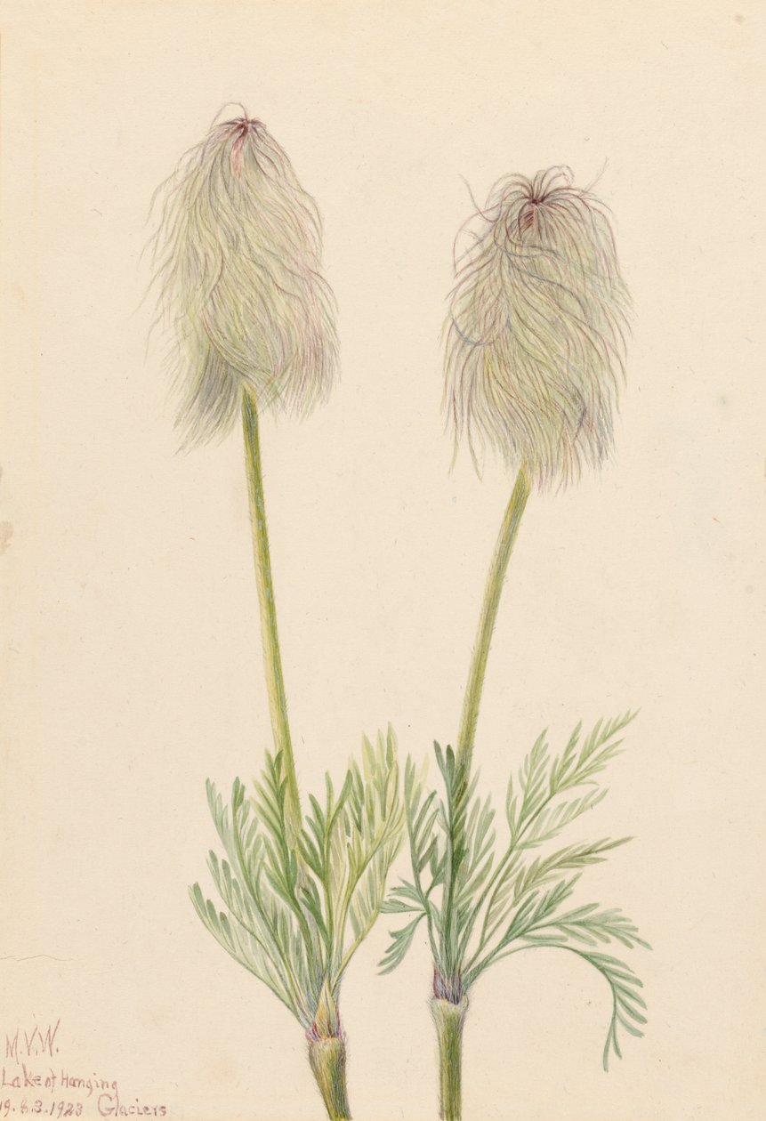 Plume Anemone Pulsatilla occidentalis, 1923 od Mary Vaux Walcott