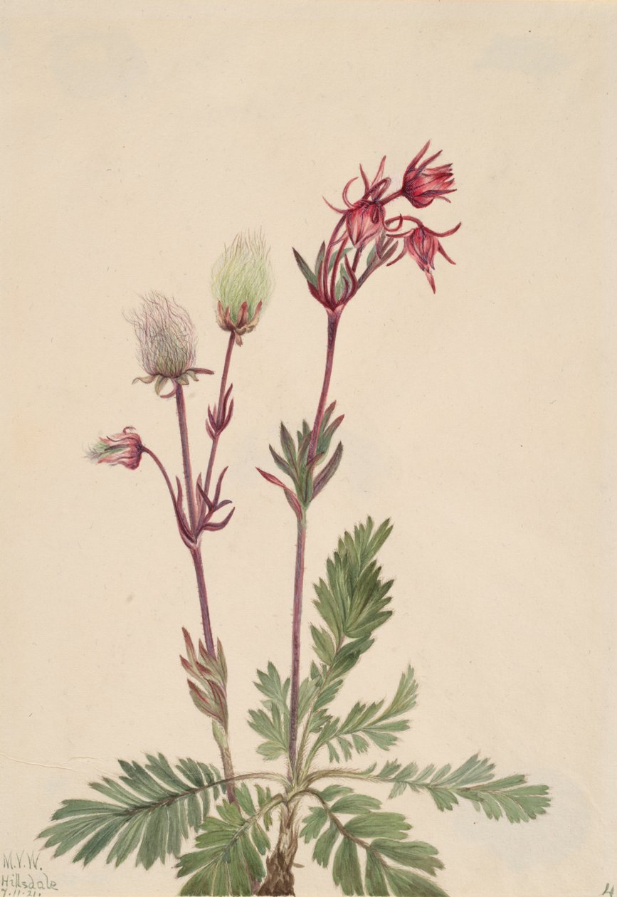 Prairie-Smoke Sieversia ciliata, 1921. od Mary Vaux Walcott