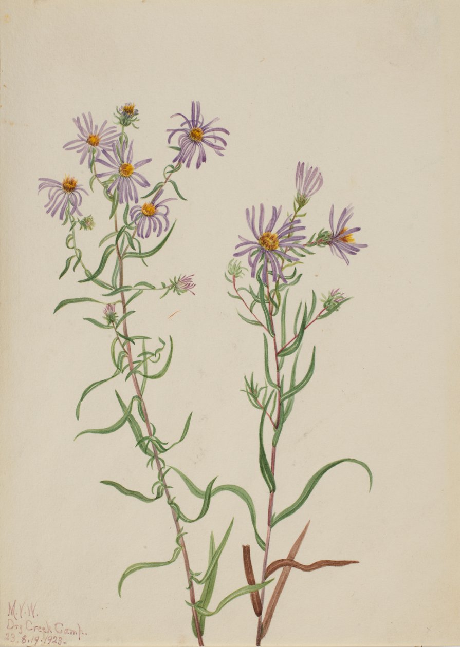 Prairie Aster Aster campestris, 1923. od Mary Vaux Walcott
