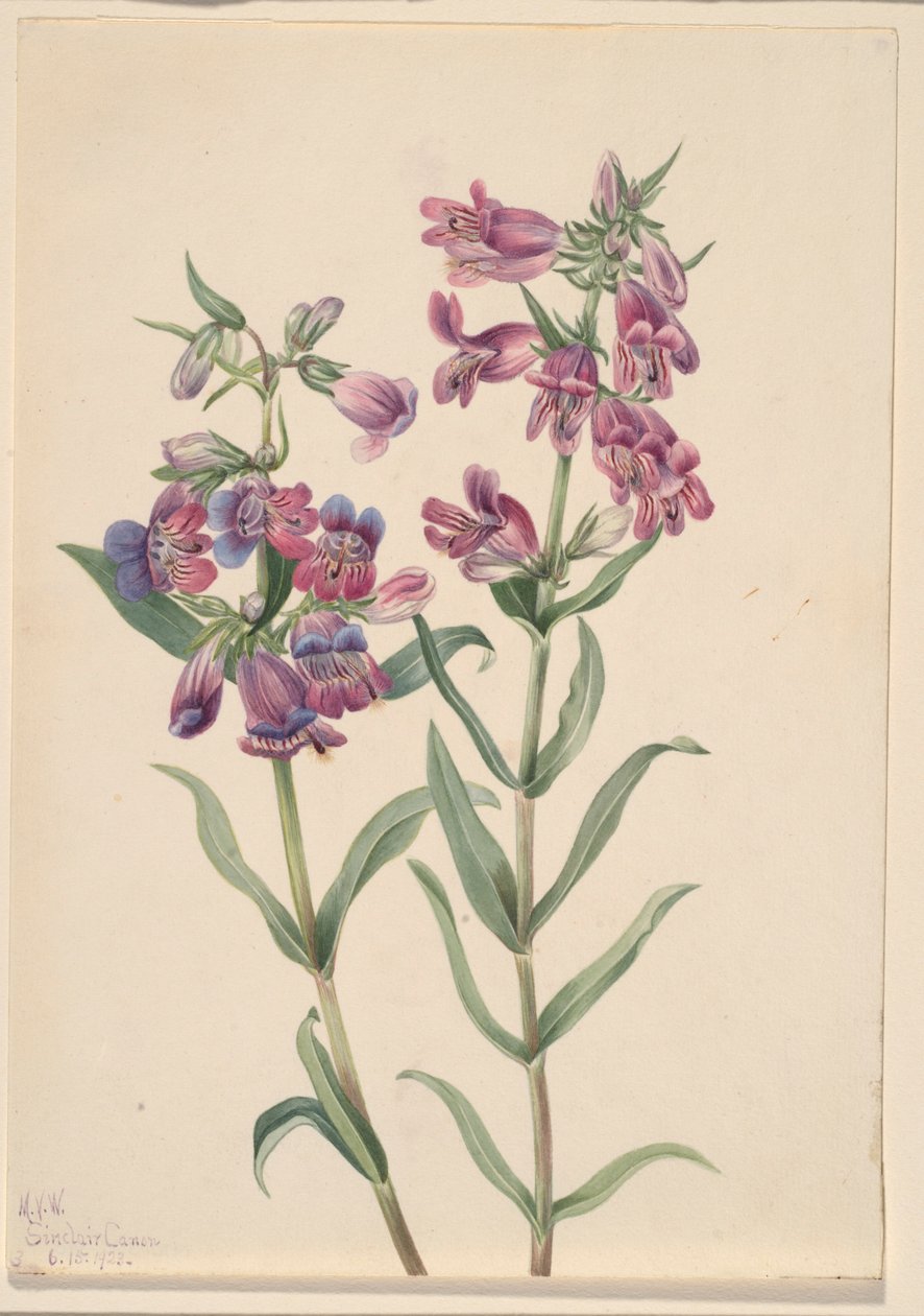 Pentstemon prérijní (Pentstemon erianthera) od Mary Vaux Walcott