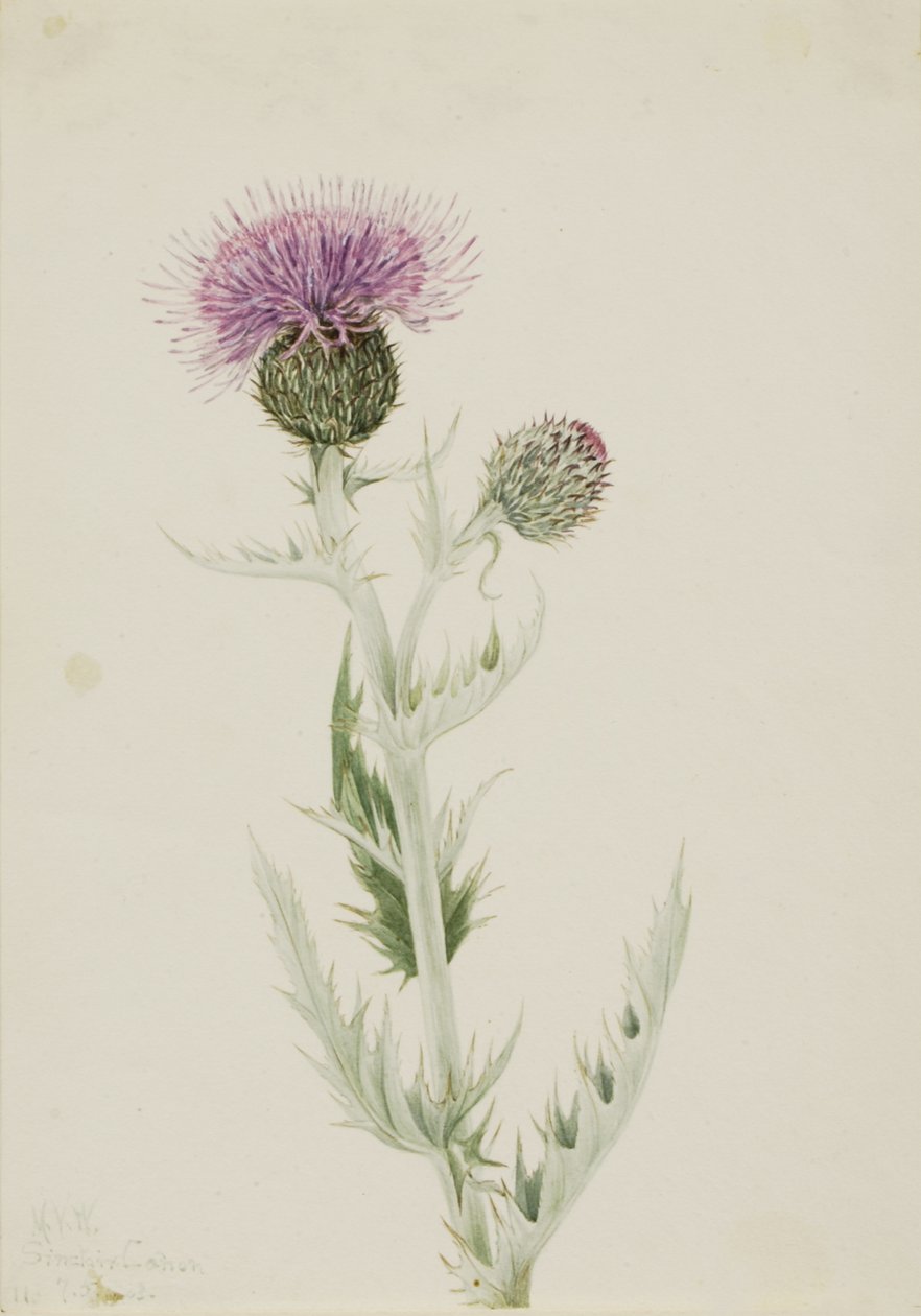 Prérijní bodlák Cirsium undulatum, 1923. od Mary Vaux Walcott