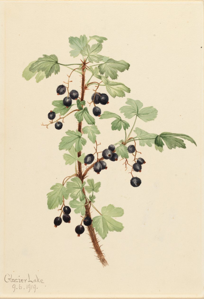 Lacustre pichlavého rybízu, 1919. od Mary Vaux Walcott