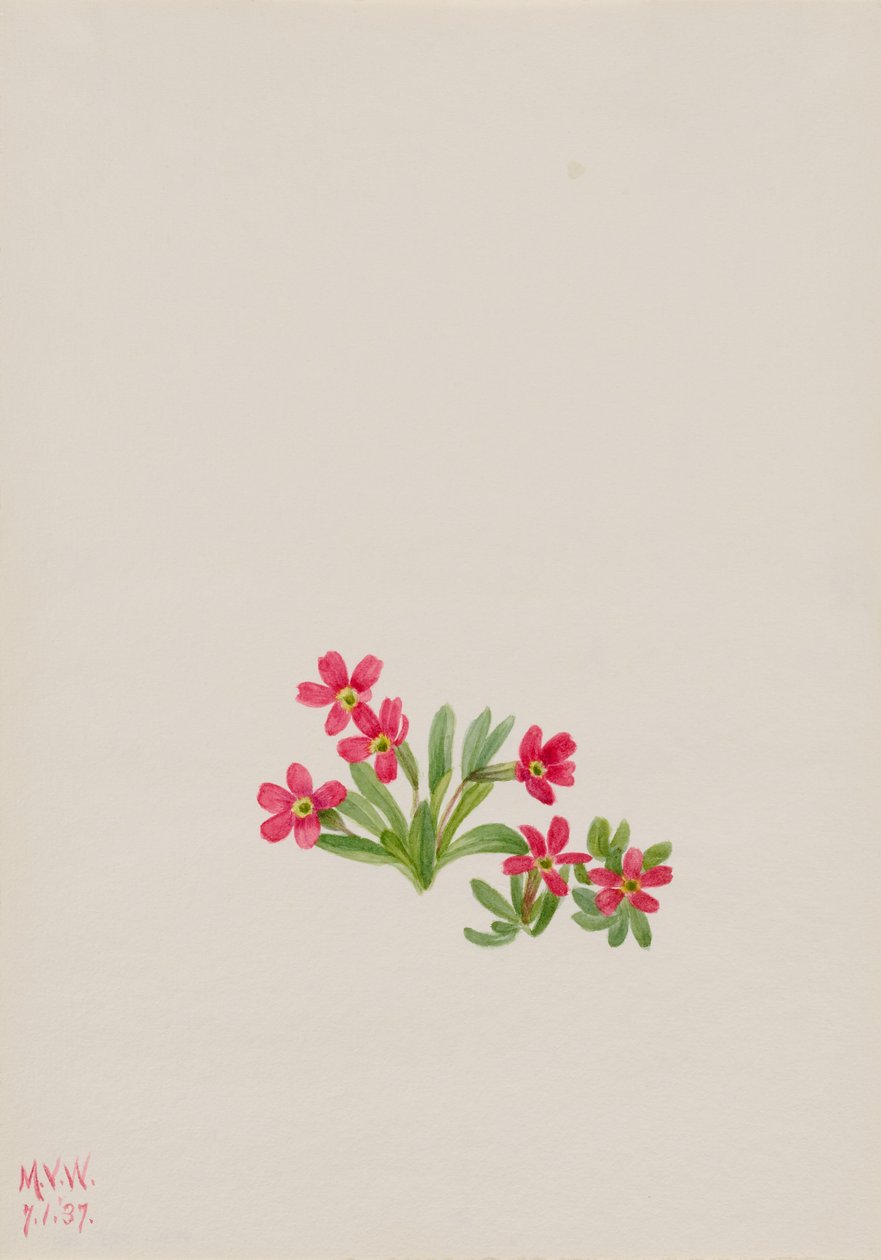 Prvosenka úzkolistá (Primula angustifolia) od Mary Vaux Walcott