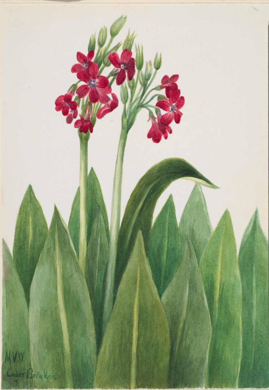 Prvosenka (Primula parryi) od Mary Vaux Walcott