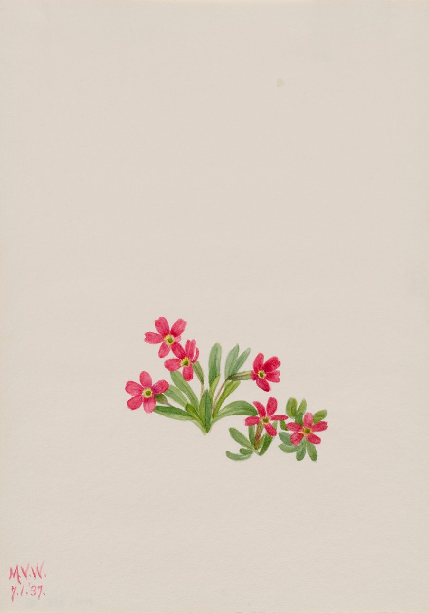 Prvosenka Primula angustifolia, 1937. od Mary Vaux Walcott