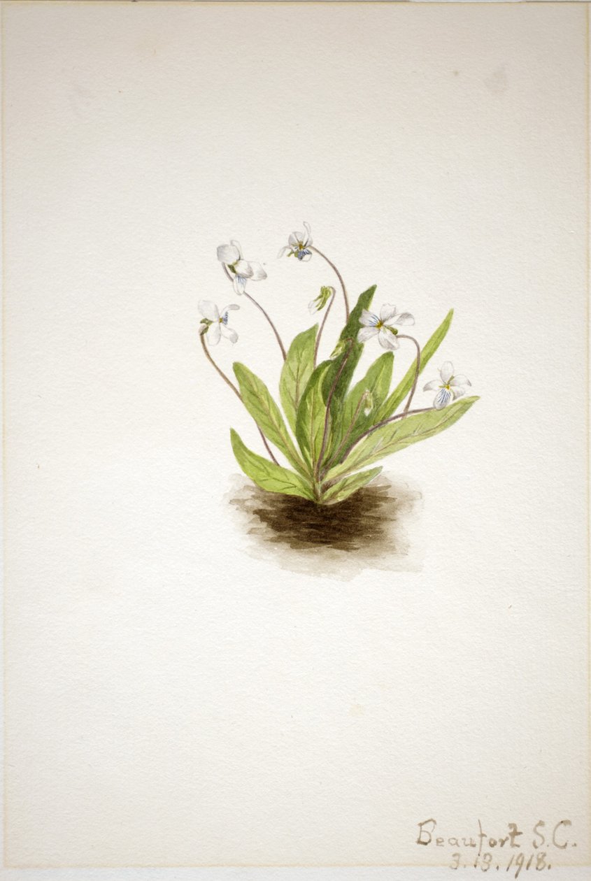 Primrose Violet (Viola primulifolia) od Mary Vaux Walcott