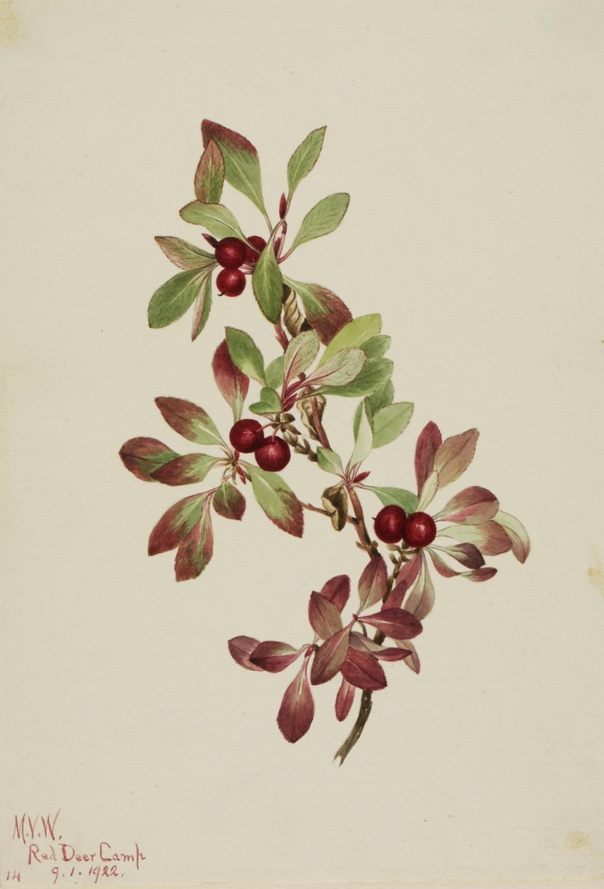 Ptáčník alpský (Arctous alpina) od Mary Vaux Walcott