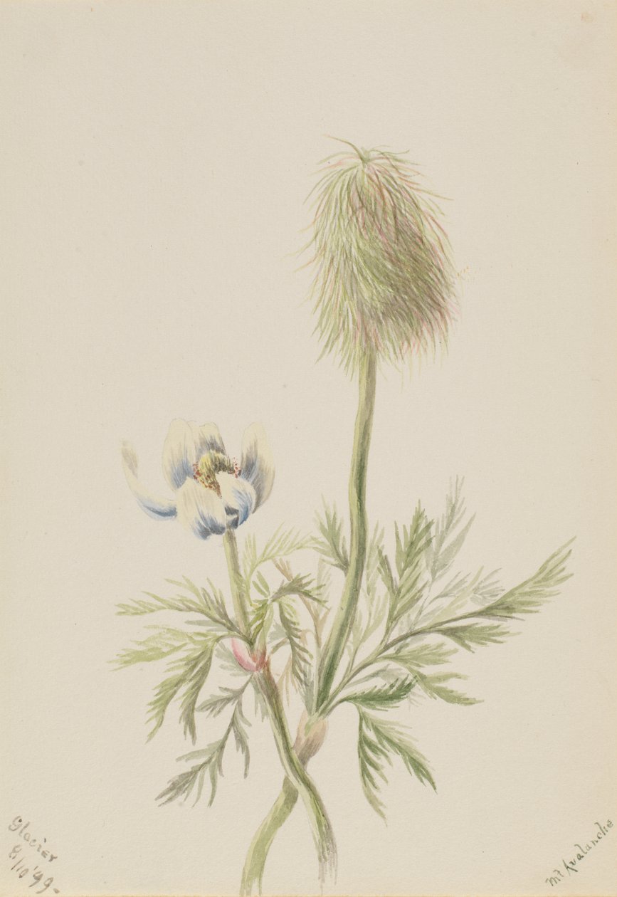 Pulsatilla occidentalis, 1899 od Mary Vaux Walcott