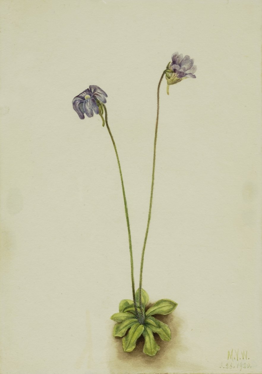 Máslovka nachová (Pinguicula elatior) od Mary Vaux Walcott