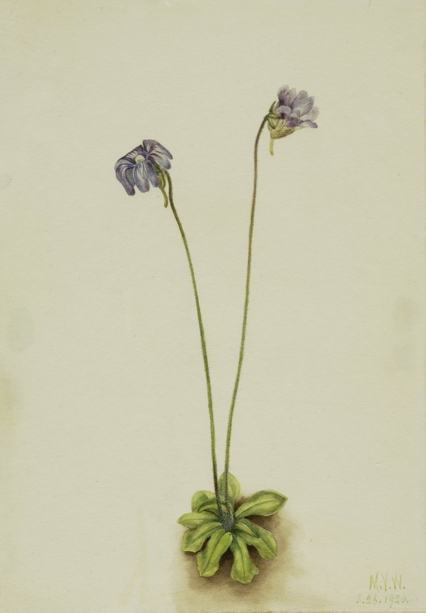 Máslovník nachový Pinguicula elatior, 1920. od Mary Vaux Walcott