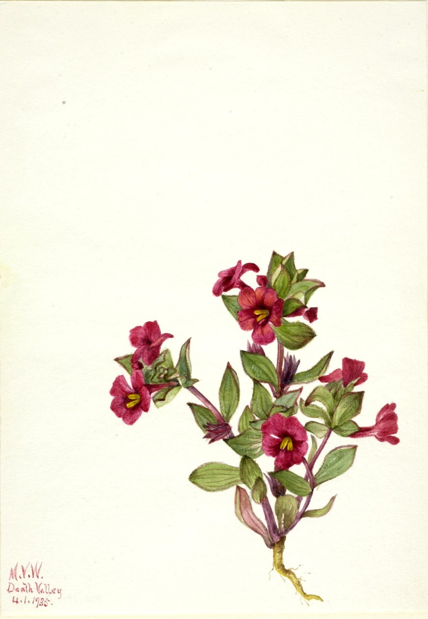Opičí květina fialová (Mimulus bigelovii) od Mary Vaux Walcott