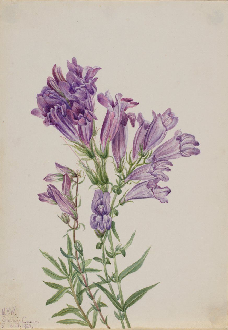 Purple Penstemon Penstemon lyallii, 1923. od Mary Vaux Walcott