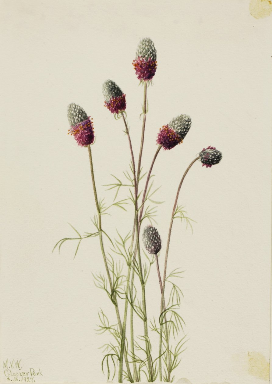 Préřovník nachový (Petalostemon purpureum) od Mary Vaux Walcott