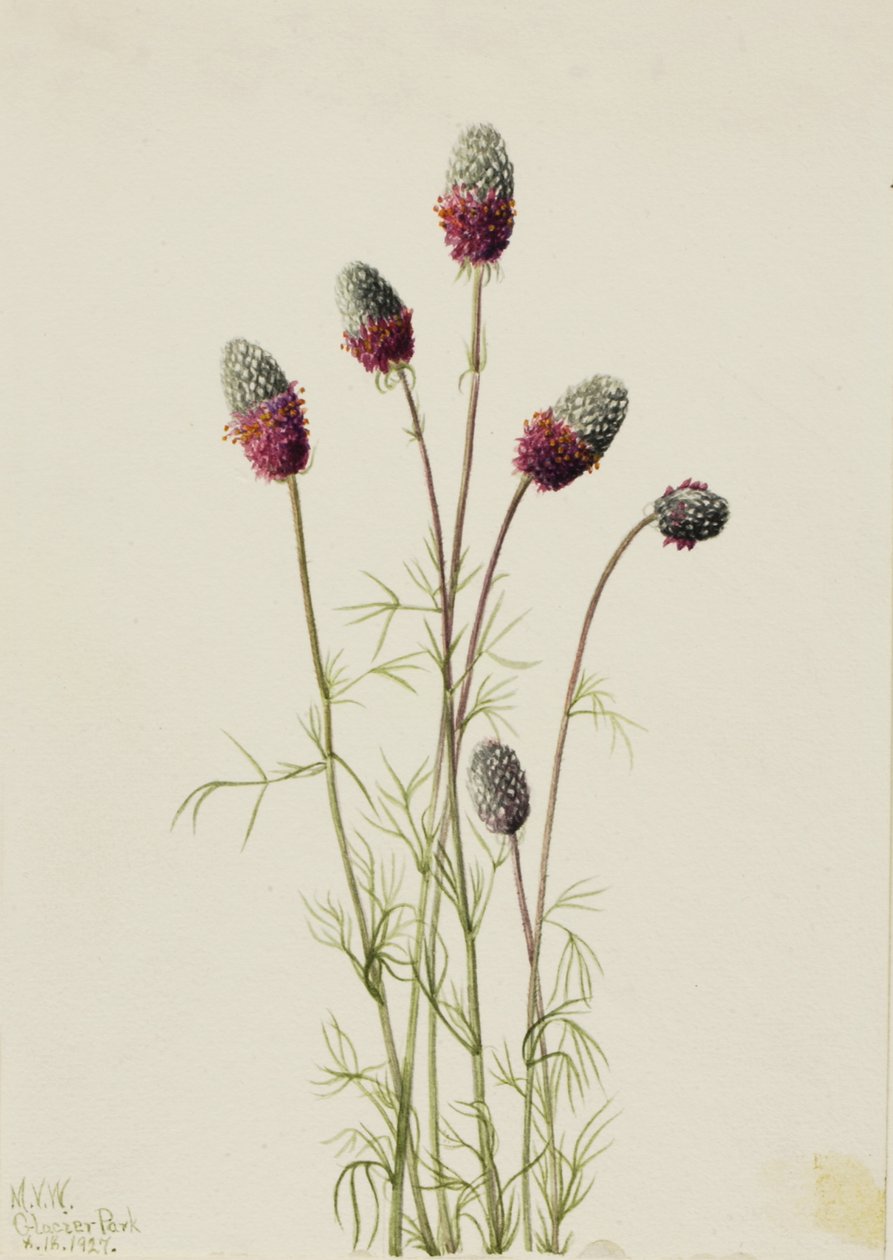 Purple Prairieclover Petalostemon purpureum, 1927 od Mary Vaux Walcott
