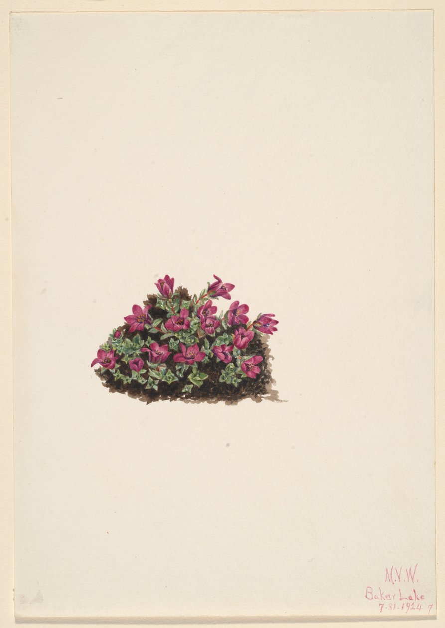 Lomikámen fialový (Saxifraga oppositifolia) od Mary Vaux Walcott