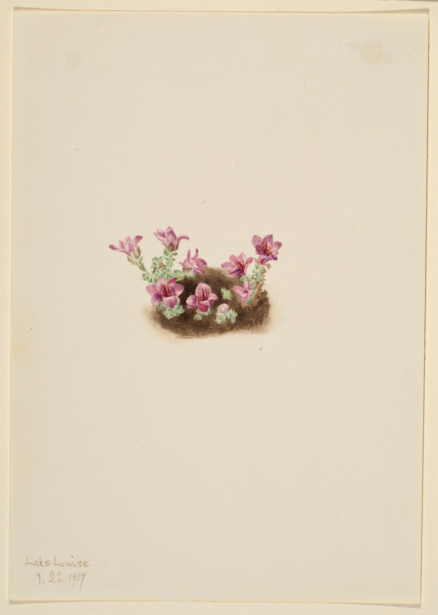 Lomikámen fialový (Saxifrage oppositifolia) od Mary Vaux Walcott