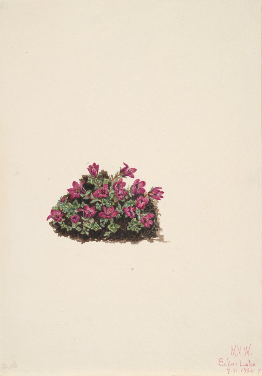 Lomikámen nachový Saxifraga oppositifolia, 1924. od Mary Vaux Walcott