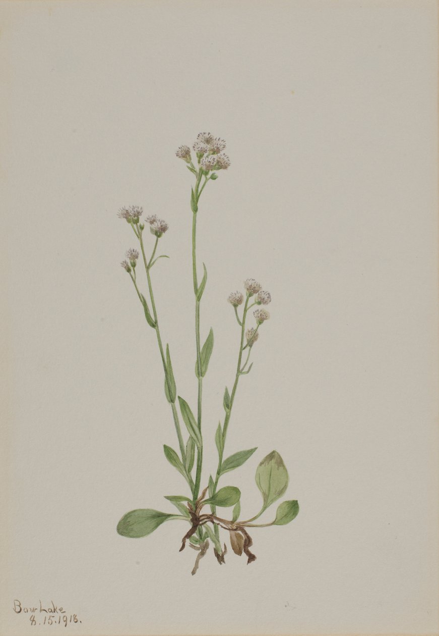 Kočičky (Antennaria racemosa) od Mary Vaux Walcott