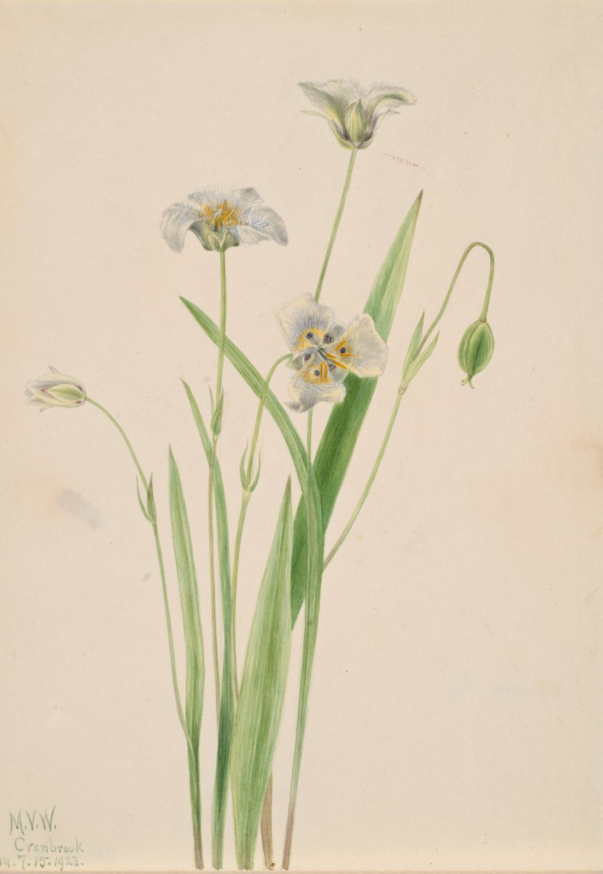 Pussy-ears Calochortus elegans, 1923. od Mary Vaux Walcott