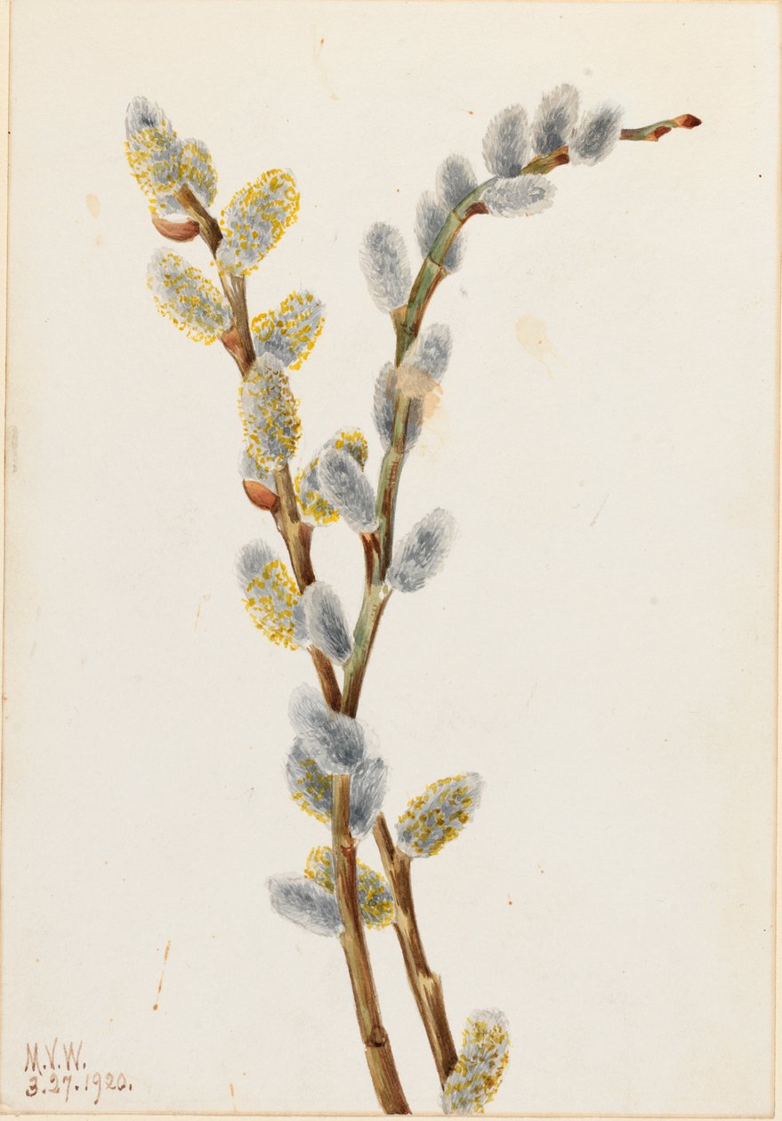 Pussy Willow Salix discolor, 1920. od Mary Vaux Walcott