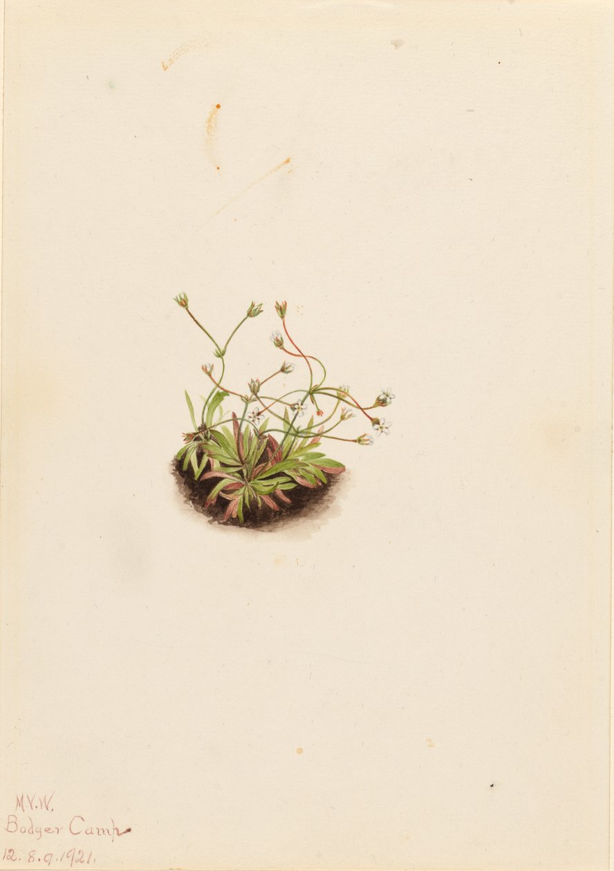 Androsace trpasličí (Androsace subumbellata) od Mary Vaux Walcott
