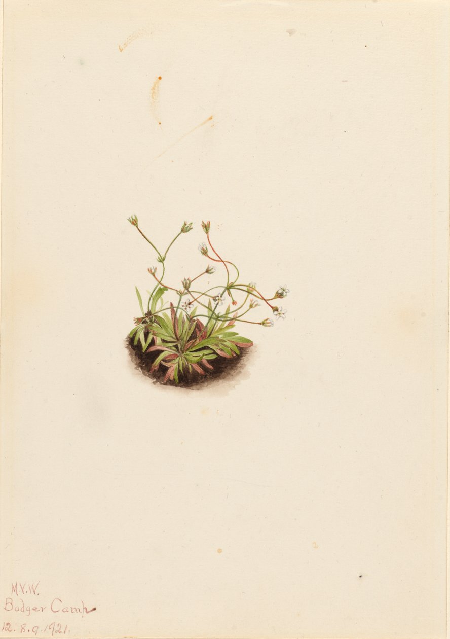 Pygmy Androsace Androsace subumbellata, 1921. od Mary Vaux Walcott