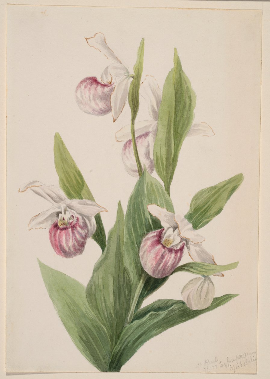Střevíčník královnin (Cypripedium reginae) od Mary Vaux Walcott