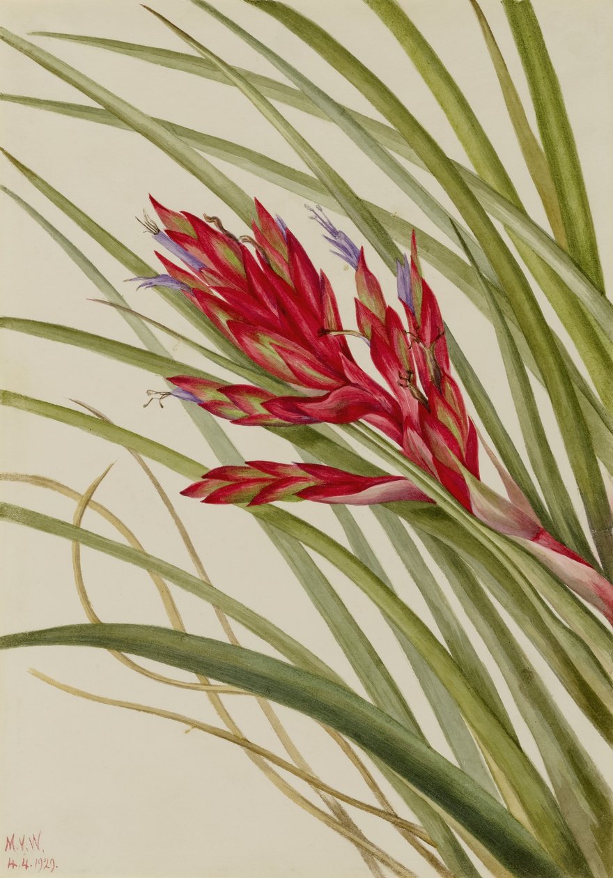 Tillandsia fasciculata (Tillandsia fasciculata) od Mary Vaux Walcott