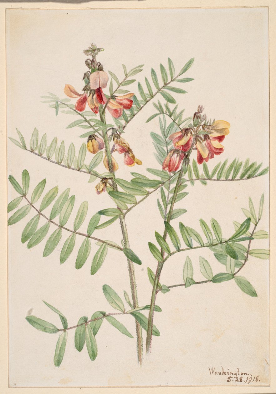 Rabbitbean (Cracca virginiana) od Mary Vaux Walcott